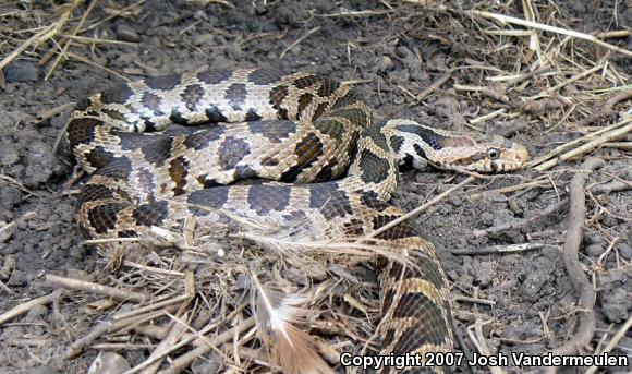 Eastern Foxsnake (Pantherophis gloydi)