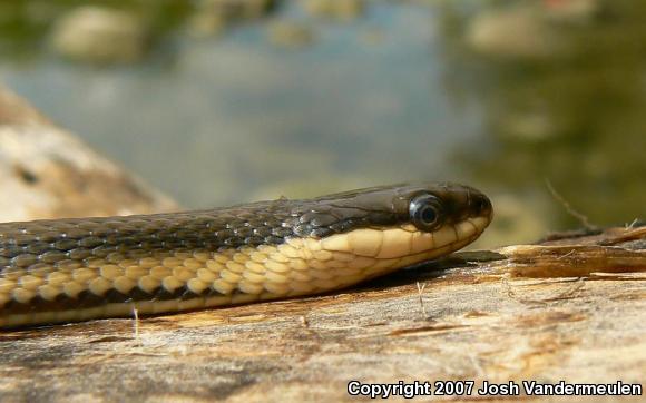 Queensnake (Regina septemvittata)