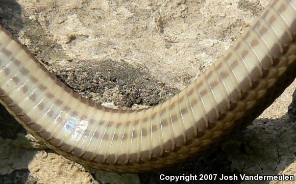 Queensnake (Regina septemvittata)