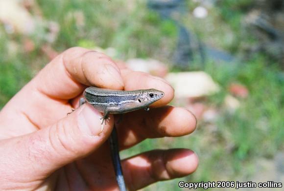 Southern Coal Skink (Plestiodon anthracinus pluvialis)