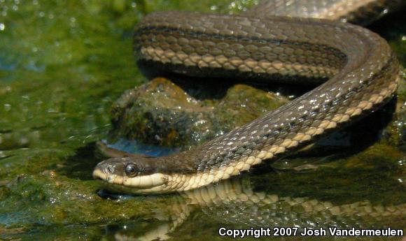 Queensnake (Regina septemvittata)