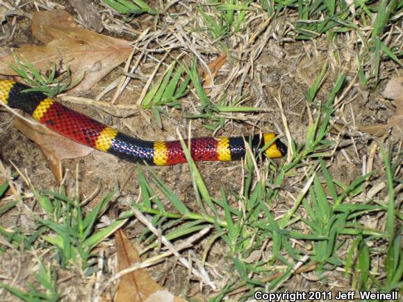 Texas Coralsnake (Micrurus tener)