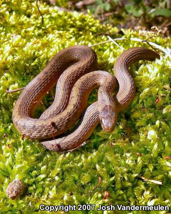 Dekay's Brownsnake (Storeria dekayi)