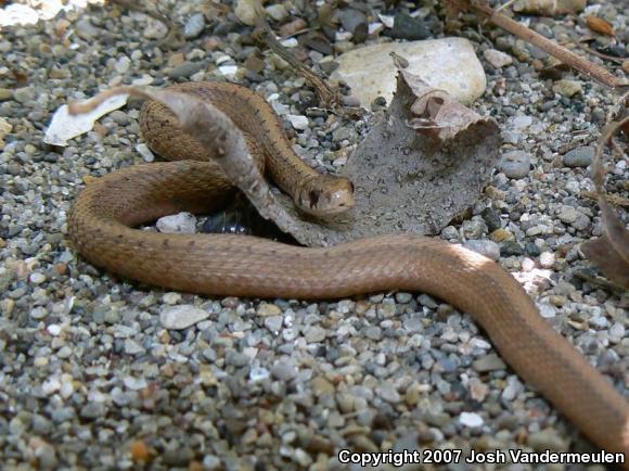 Dekay's Brownsnake (Storeria dekayi)