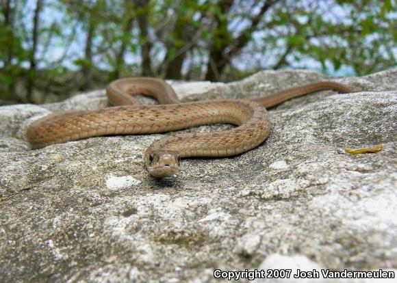 Dekay's Brownsnake (Storeria dekayi)