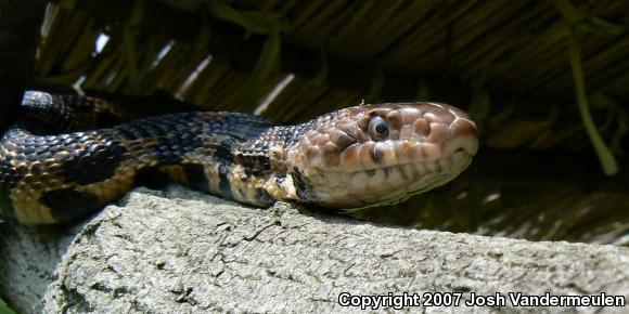 Eastern Foxsnake (Pantherophis gloydi)