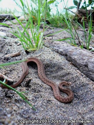 Dekay's Brownsnake (Storeria dekayi)