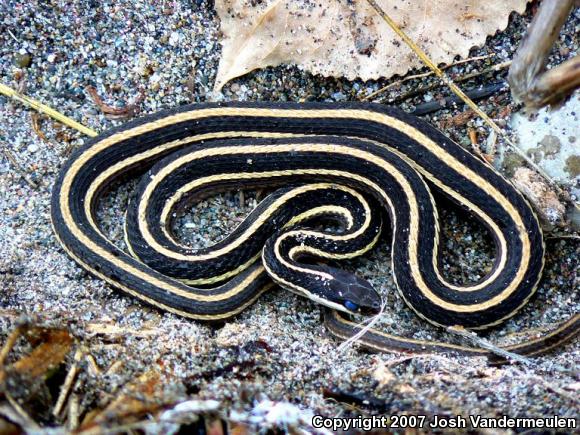 Northern Ribbonsnake (Thamnophis sauritus septentrionalis)