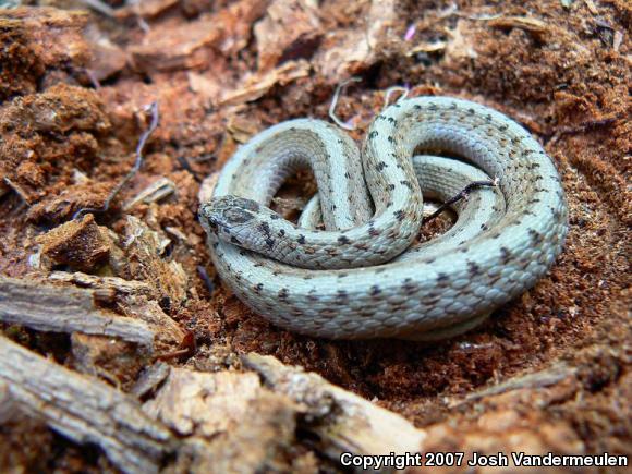 Dekay's Brownsnake (Storeria dekayi)