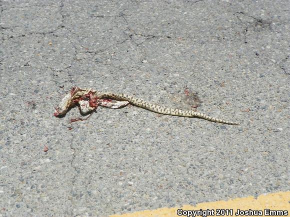 Great Basin Gopher Snake (Pituophis catenifer deserticola)