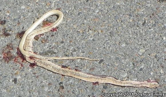 Western Coachwhip (Coluber flagellum testaceus)