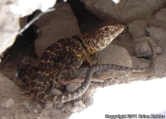 Eastern Collared Lizard (Crotaphytus collaris)