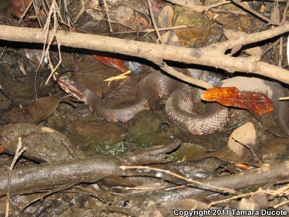 Western Cottonmouth (Agkistrodon piscivorus leucostoma)