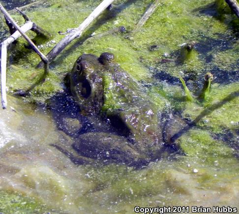 American Bullfrog (Lithobates catesbeianus)