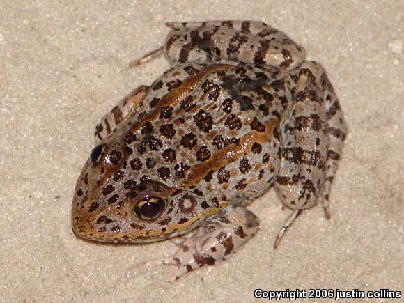 Florida Gopher Frog (Lithobates capito aesopus)