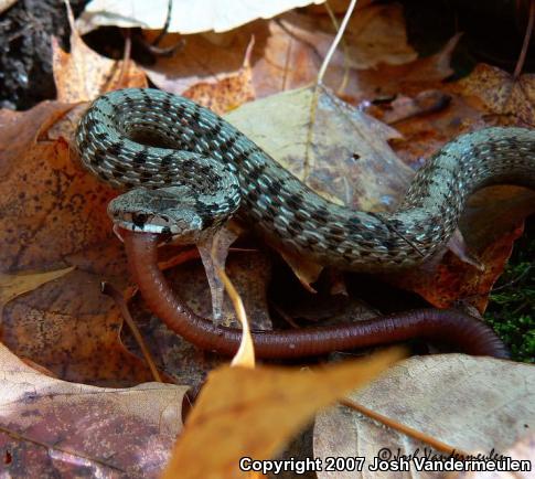 Dekay's Brownsnake (Storeria dekayi)