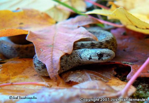 Dekay's Brownsnake (Storeria dekayi)