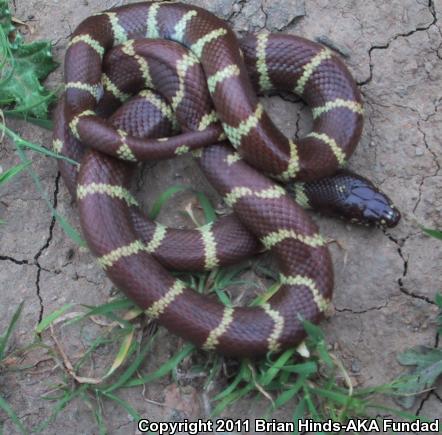 California Kingsnake (Lampropeltis getula californiae)