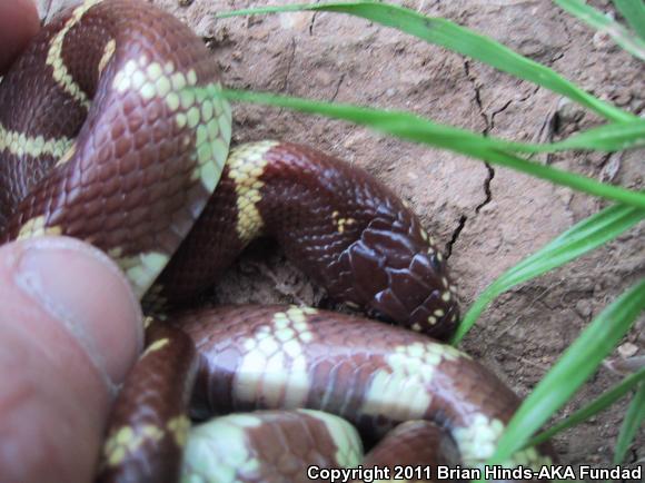 California Kingsnake (Lampropeltis getula californiae)