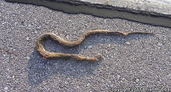 Blotched Watersnake (Nerodia erythrogaster transversa)