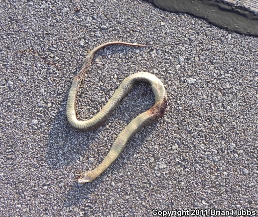 Blotched Watersnake (Nerodia erythrogaster transversa)