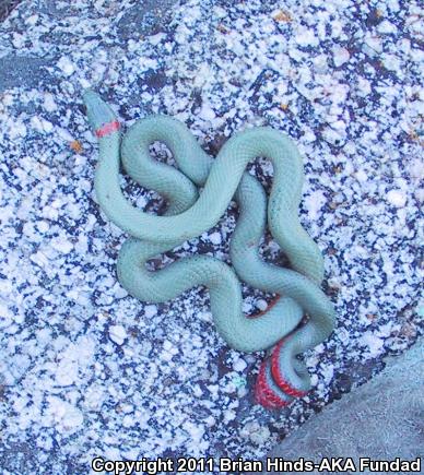 San Bernardino Ring-necked Snake (Diadophis punctatus modestus)