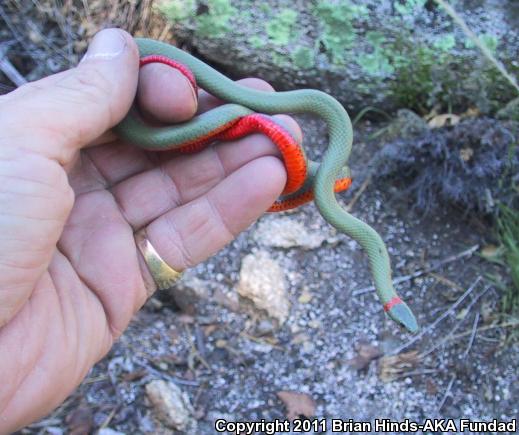 San Bernardino Ring-necked Snake (Diadophis punctatus modestus)