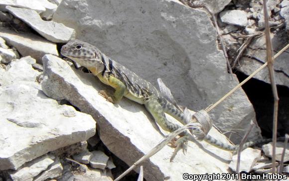 Eastern Collared Lizard (Crotaphytus collaris)