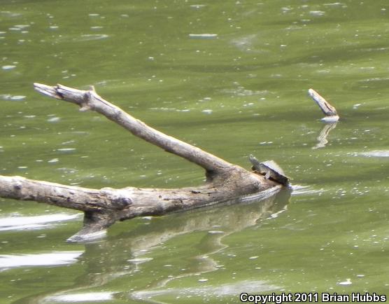 False Map Turtle (Graptemys pseudogeographica pseudogeographica)