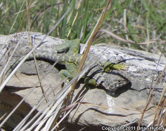 Eastern Collared Lizard (Crotaphytus collaris)