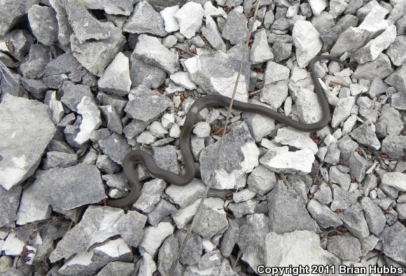 Prairie Ring-necked Snake (Diadophis punctatus arnyi)