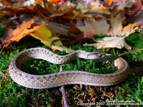 Dekay's Brownsnake (Storeria dekayi)