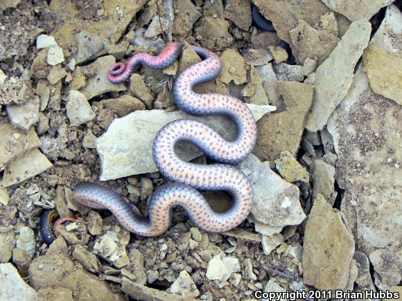 Prairie Ring-necked Snake (Diadophis punctatus arnyi)