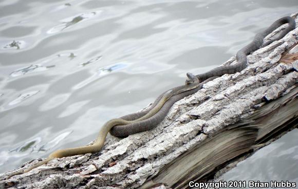 Northern Watersnake (Nerodia sipedon sipedon)