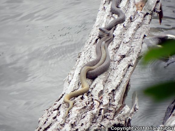 Northern Watersnake (Nerodia sipedon sipedon)