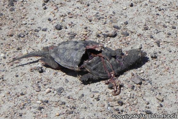 Eastern Snapping Turtle (Chelydra serpentina serpentina)