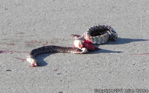 Bullsnake (Pituophis catenifer sayi)