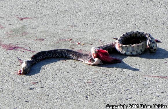 Bullsnake (Pituophis catenifer sayi)