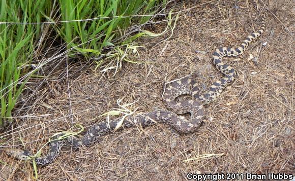 Bullsnake (Pituophis catenifer sayi)