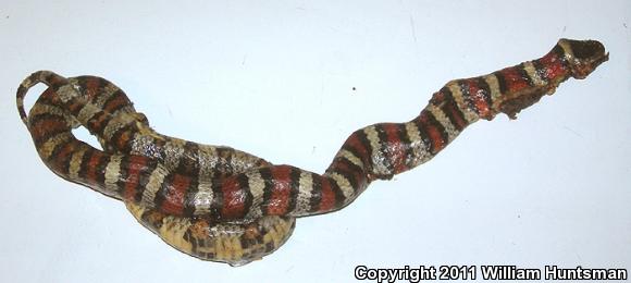 Central Plains Milksnake (Lampropeltis triangulum gentilis)