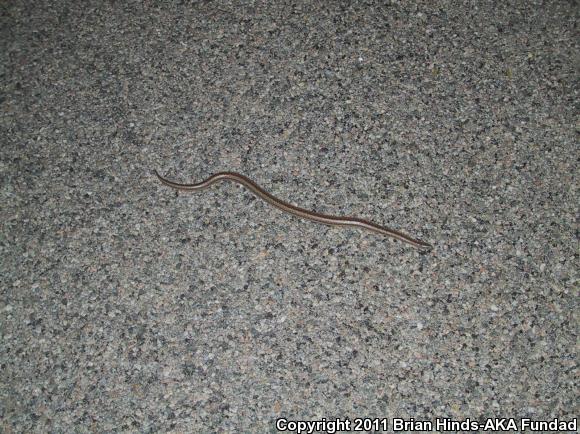 Coastal Rosy Boa (Lichanura trivirgata roseofusca)