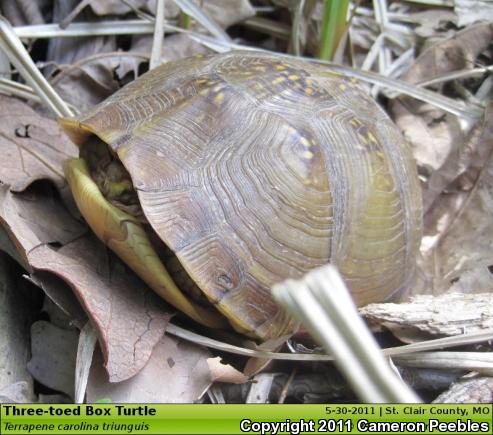 Three-toed Box Turtle (Terrapene carolina triunguis)