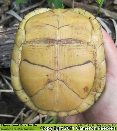 Three-toed Box Turtle (Terrapene carolina triunguis)