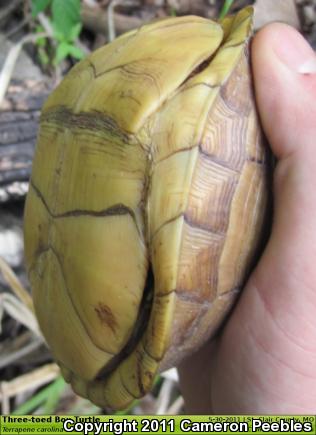 Three-toed Box Turtle (Terrapene carolina triunguis)