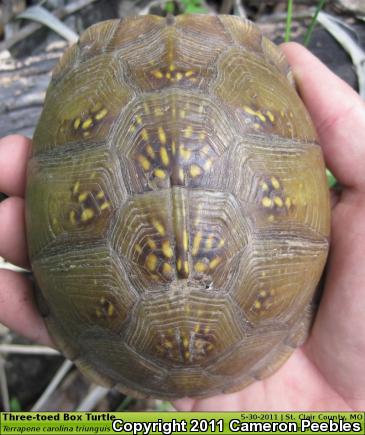 Three-toed Box Turtle (Terrapene carolina triunguis)