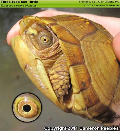 Three-toed Box Turtle (Terrapene carolina triunguis)