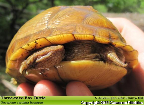 Three-toed Box Turtle (Terrapene carolina triunguis)