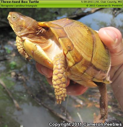 Three-toed Box Turtle (Terrapene carolina triunguis)