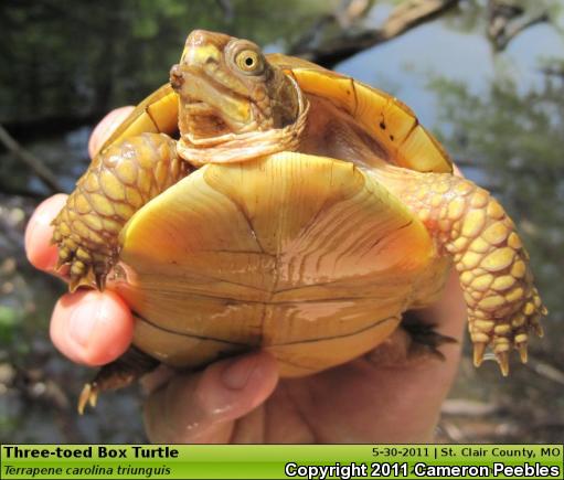 Three-toed Box Turtle (Terrapene carolina triunguis)