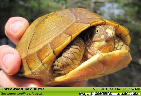 Three-toed Box Turtle (Terrapene carolina triunguis)